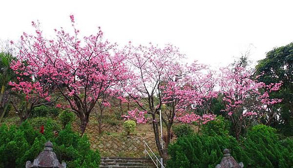 【台北櫻花】北投善光寺櫻花盛開-離市區不到五分鐘的路程就能賞櫻花