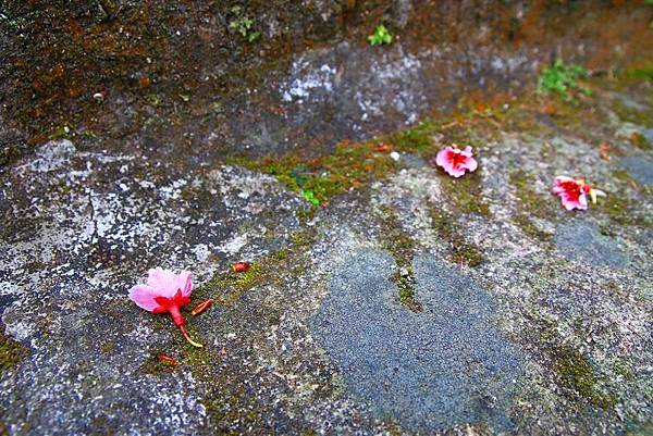 【台北櫻花】北投善光寺櫻花盛開-離市區不到五分鐘的路程就能賞櫻花