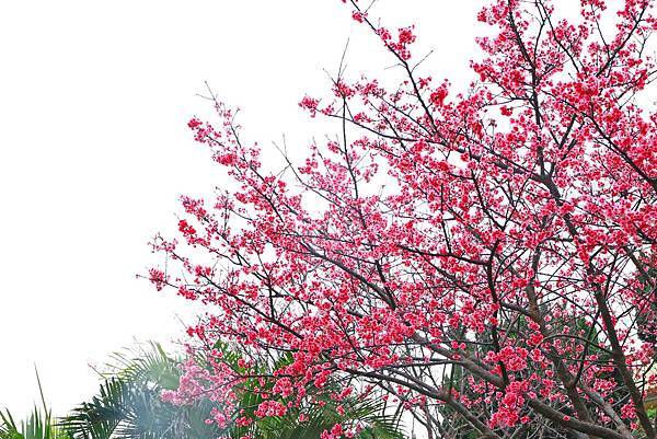 【台北櫻花】北投善光寺櫻花盛開-離市區不到五分鐘的路程就能賞櫻花