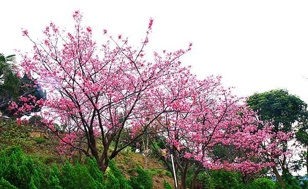 【台北櫻花】北投善光寺櫻花盛開-離市區不到五分鐘的路程就能賞櫻花