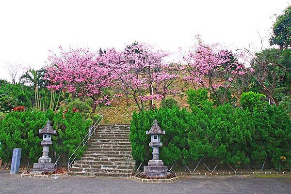 【台北櫻花】北投善光寺櫻花盛開-離市區不到五分鐘的路程就能賞櫻花