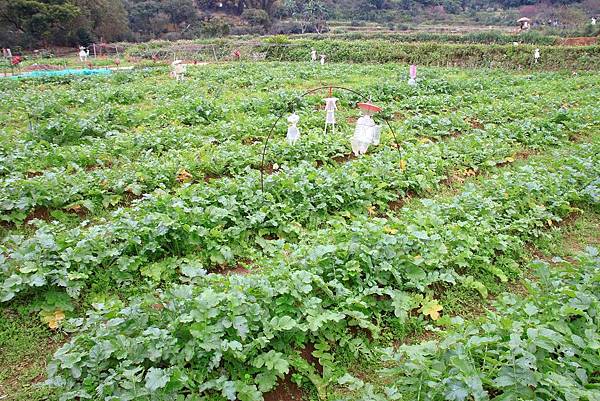 【台北旅遊】三芝三生步道-長達1公里長的櫻花步道