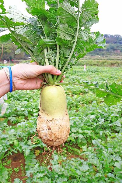 【台北旅遊】三芝三生步道-長達1公里長的櫻花步道