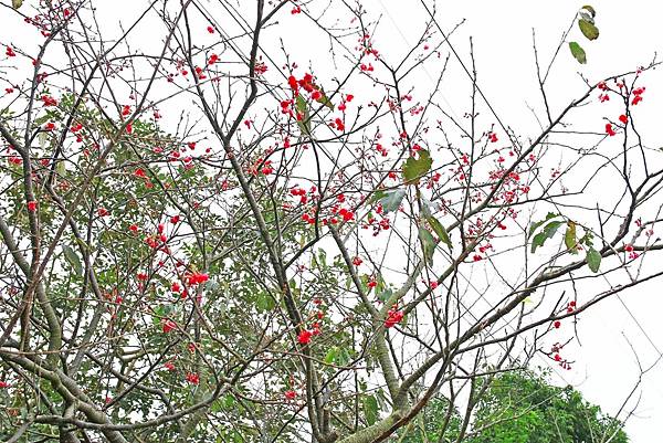 【台北旅遊】三芝三生步道-長達1公里長的櫻花步道