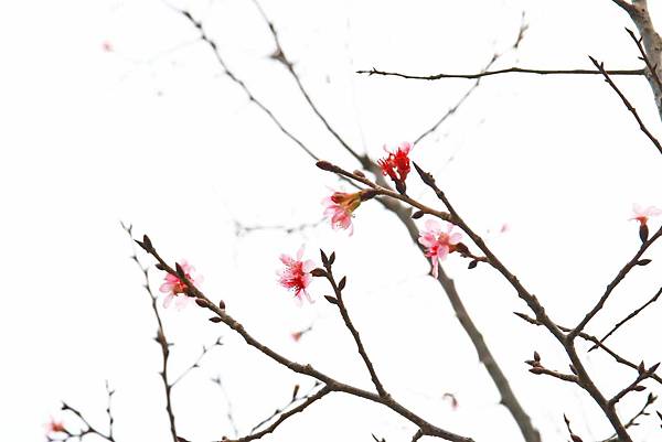 【台北旅遊】三芝三生步道-長達1公里長的櫻花步道