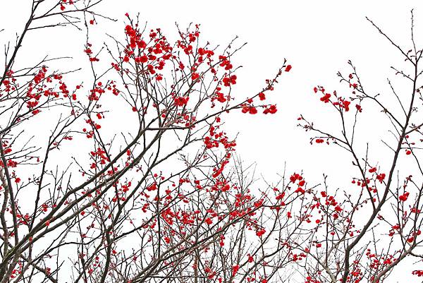 【台北旅遊】三芝三生步道-長達1公里長的櫻花步道