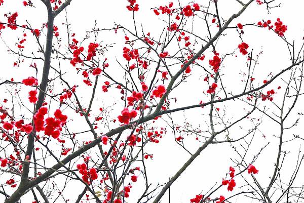 【台北旅遊】三芝三生步道-長達1公里長的櫻花步道