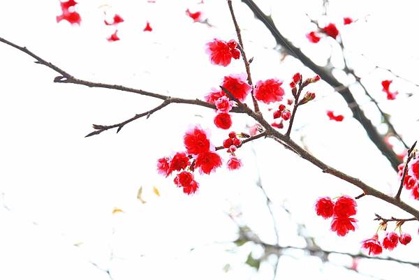 【台北旅遊】三芝三生步道-長達1公里長的櫻花步道