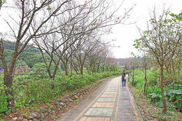 【台北旅遊】三芝三生步道-長達1公里長的櫻花步道