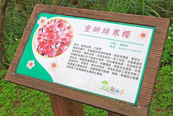 【台北旅遊】三芝三生步道-長達1公里長的櫻花步道