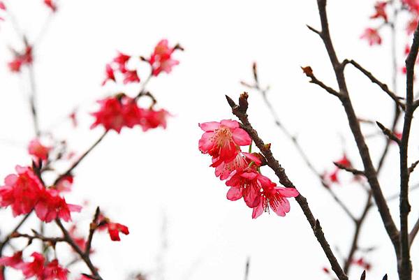 【台北旅遊】三芝三生步道-長達1公里長的櫻花步道