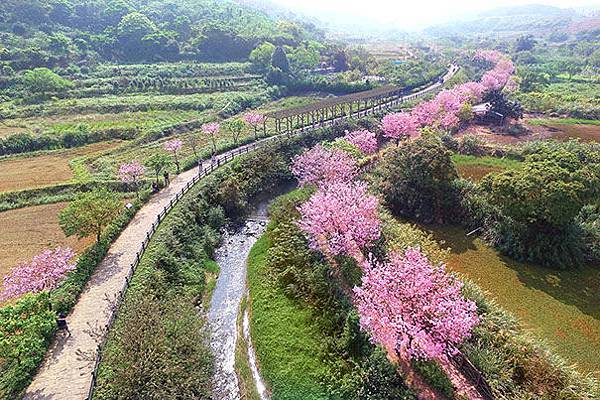 【台北旅遊】三芝三生步道-長達1公里長的櫻花步道