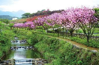 【台北旅遊】三芝三生步道-長達1公里長的櫻花步道