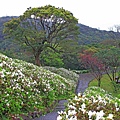 【台北旅遊】法鼓山祈願步道-滿山滿谷的杜鵑花