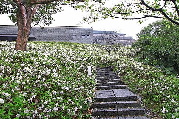 【台北旅遊】法鼓山祈願步道-滿山滿谷的杜鵑花