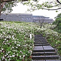 【台北旅遊】法鼓山祈願步道-滿山滿谷的杜鵑花