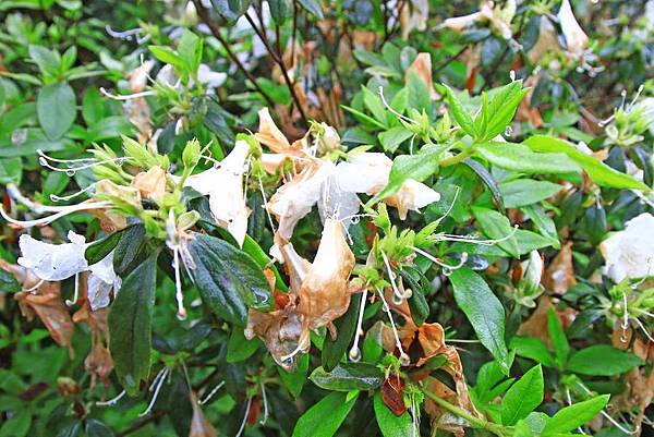 【台北旅遊】法鼓山祈願步道-滿山滿谷的杜鵑花