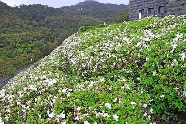 【台北旅遊】法鼓山祈願步道-滿山滿谷的杜鵑花