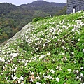 【台北旅遊】法鼓山祈願步道-滿山滿谷的杜鵑花
