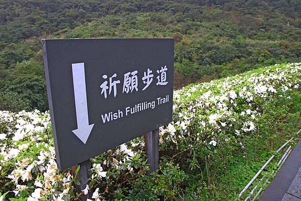 【台北旅遊】法鼓山祈願步道-滿山滿谷的杜鵑花