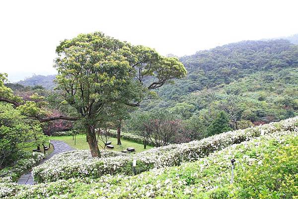 【台北旅遊】法鼓山祈願步道-滿山滿谷的杜鵑花