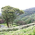 【台北旅遊】法鼓山祈願步道-滿山滿谷的杜鵑花