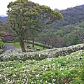 【台北旅遊】法鼓山祈願步道-滿山滿谷的杜鵑花