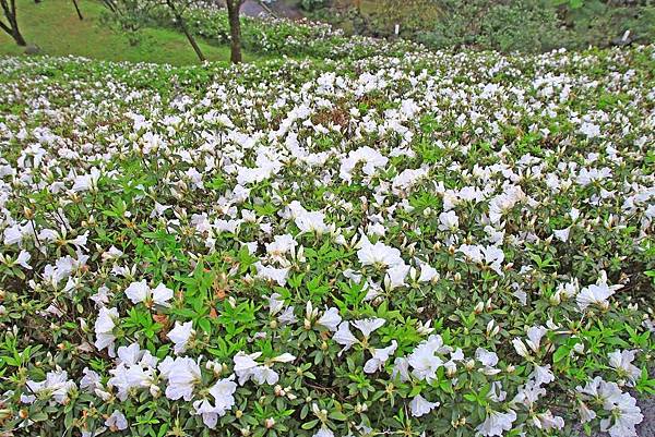【台北旅遊】法鼓山祈願步道-滿山滿谷的杜鵑花