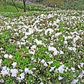 【台北旅遊】法鼓山祈願步道-滿山滿谷的杜鵑花