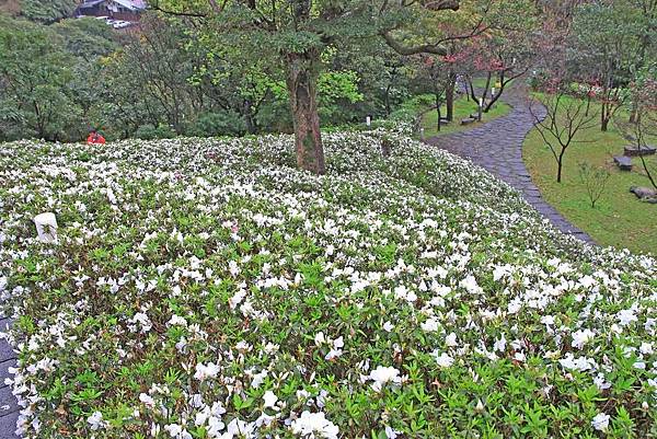 【台北旅遊】法鼓山祈願步道-滿山滿谷的杜鵑花
