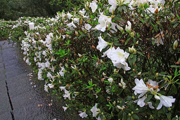 【台北旅遊】法鼓山祈願步道-滿山滿谷的杜鵑花
