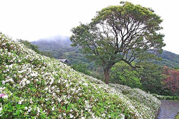 【台北旅遊】法鼓山祈願步道-滿山滿谷的杜鵑花