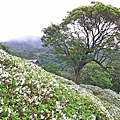 【台北旅遊】法鼓山祈願步道-滿山滿谷的杜鵑花