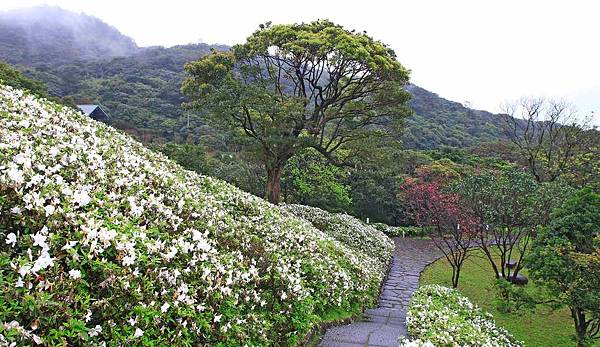 【台北旅遊】法鼓山祈願步道-滿山滿谷的杜鵑花