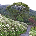 【台北旅遊】法鼓山祈願步道-滿山滿谷的杜鵑花