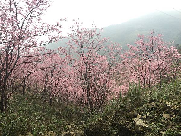 【台北旅遊】三峽熊空櫻花季-美麗的櫻花朵朵綻放