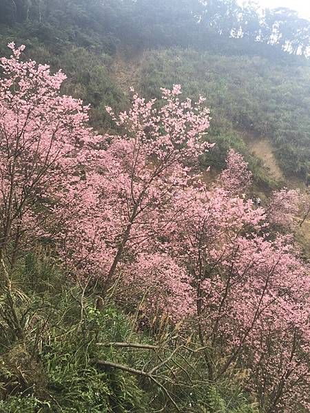 【台北旅遊】三峽熊空櫻花季-美麗的櫻花朵朵綻放