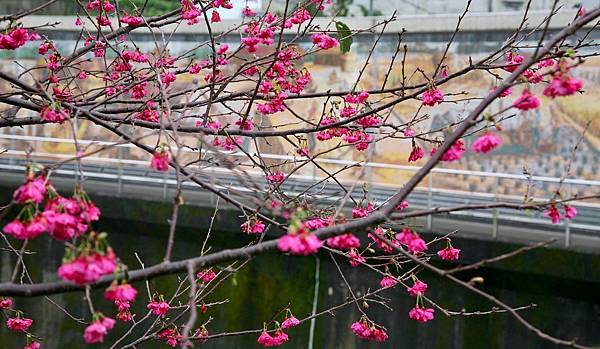 【台北旅遊】2017內湖樂活公園櫻花盛開-不用爬山也能觀賞櫻花景點-最新花況資訊