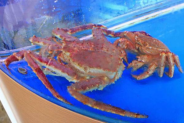 【台中餐廳】妃黛方舟Fidèle Arche-有如航行於大海裡的船餐廳