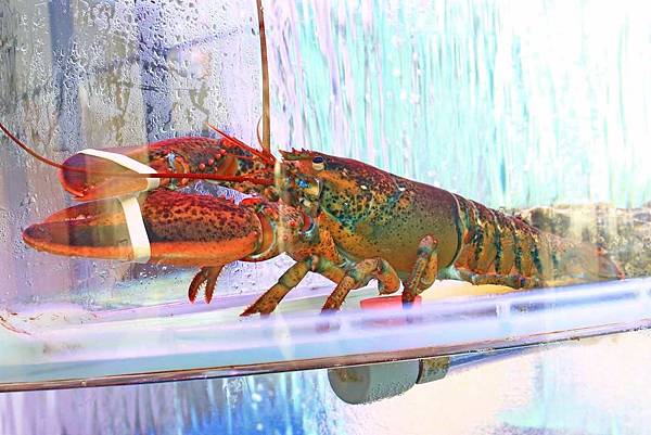 【台中餐廳】妃黛方舟Fidèle Arche-有如航行於大海裡的船餐廳