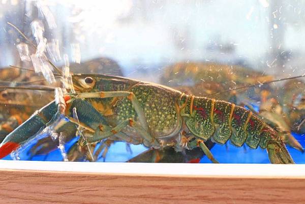 【台中餐廳】妃黛方舟Fidèle Arche-有如航行於大海裡的船餐廳