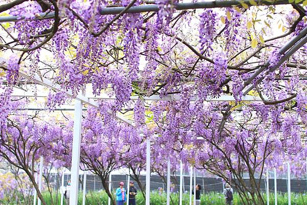 【台北旅遊】2017淡水紫藤花咖啡園-紫藤綻放紫色夢幻