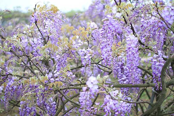 【台北旅遊】2017淡水紫藤花咖啡園-紫藤綻放紫色夢幻