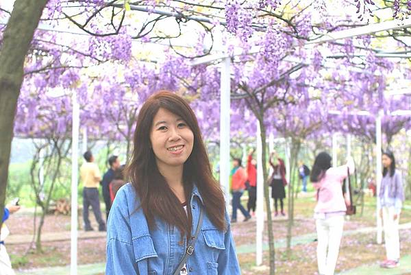 【台北旅遊】2017淡水紫藤花咖啡園-紫藤綻放紫色夢幻