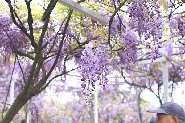 【台北旅遊】2017淡水紫藤花咖啡園-紫藤綻放紫色夢幻