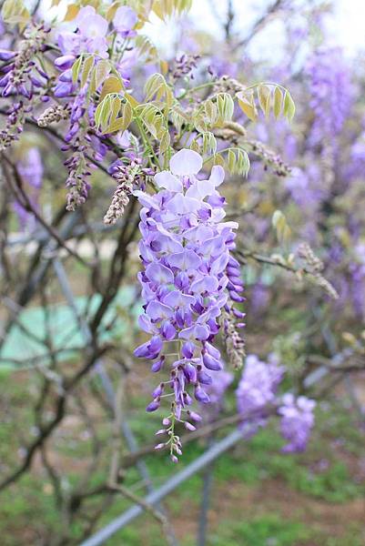 【台北旅遊】2017淡水紫藤花咖啡園-紫藤綻放紫色夢幻