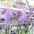 【台北旅遊】2017淡水紫藤花咖啡園-紫藤綻放紫色夢幻