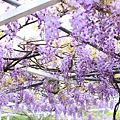 【台北旅遊】2017淡水紫藤花咖啡園-紫藤綻放紫色夢幻