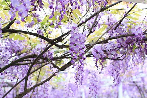 【台北旅遊】2017淡水紫藤花咖啡園-紫藤綻放紫色夢幻