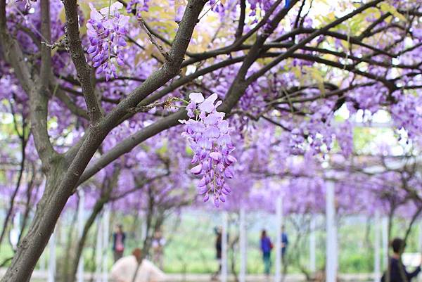 【台北旅遊】2017淡水紫藤花咖啡園-紫藤綻放紫色夢幻